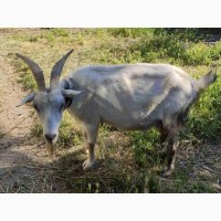 Продам высокоудойную зааненскую козу